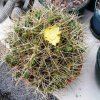 Tephrocactus_russelli